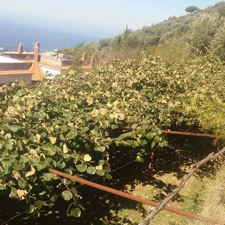 Castanito