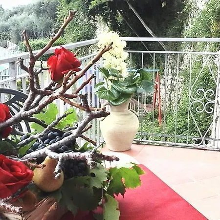 Castanito * فيكو إيكوينس