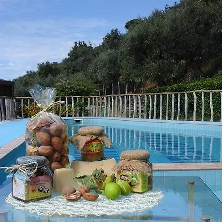 Castanito فيكو إيكوينس