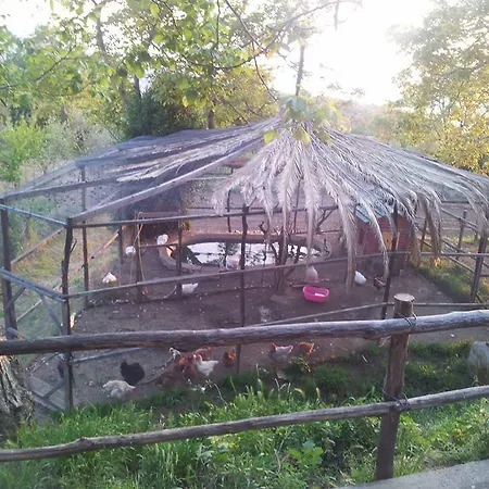 Castanito فيكو إيكوينس